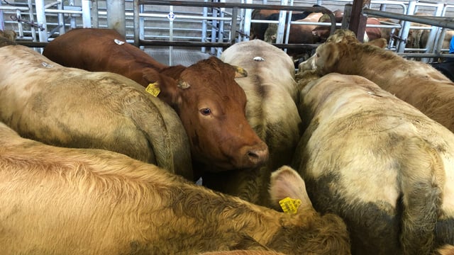 Beef kill: Numbers dip slightly as cattle price edges up