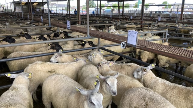 Lamb prices lift again at marts throughout the week