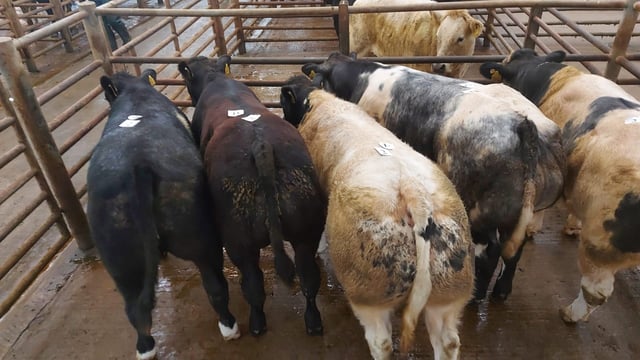 DAFM: 'No meeting sought by exporters on weanling health concerns'