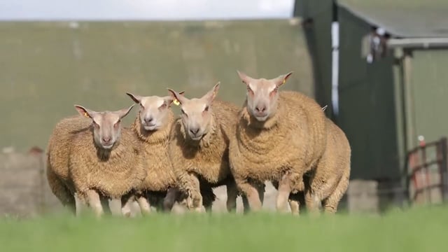 Slick Chix Production Sale sees prices top €3,300 for a ewe lamb