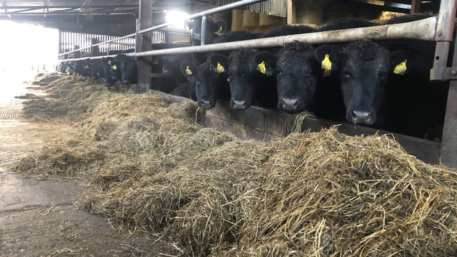 Meeting specifications is key to maximising beef price