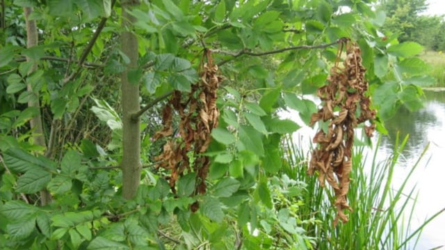 New ash dieback scheme offering €5,000/ha opens
