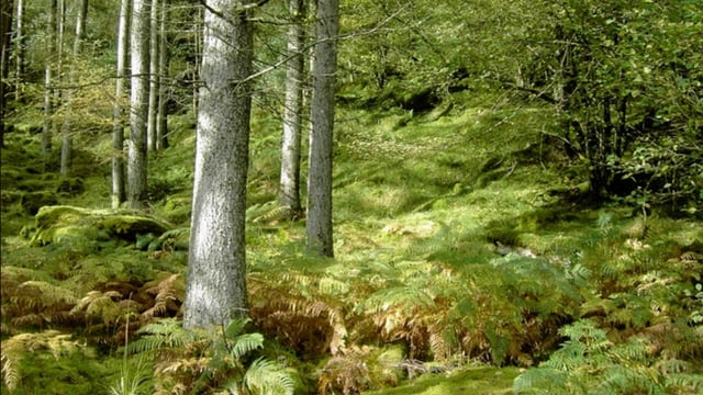 Cavan farmer wins annual forestry award
