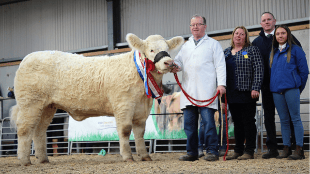 Elite Charolais Heifer Show and Sale set for Tullamore