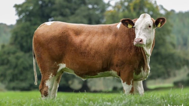 Cows.ie sees 100% clearance at 'unique' dairy heifer sale