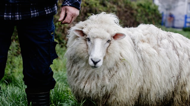 Woollen mills increases number of partner farmers