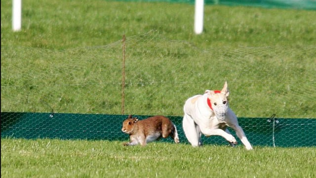 Investigation ongoing as hare-netting licence suspended