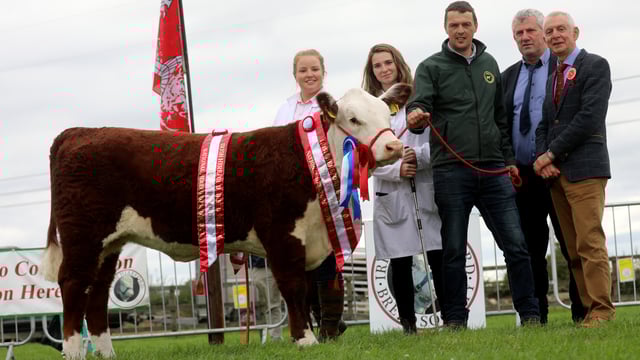 Genetic Gems Hereford sale set for this Saturday