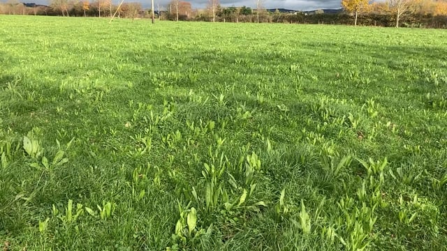 'Multi-species sward driving litres but hitting protein' on Tipperary farm