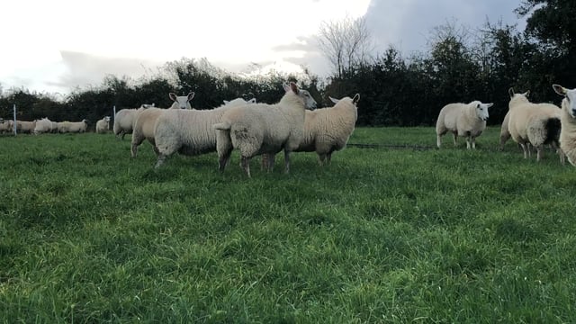 Lamb prices in the north continue to strengthen