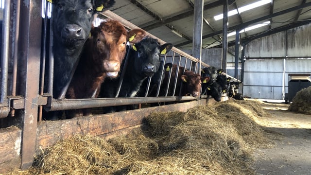 Factory quotes: Cattle price on the rise as supply tightens