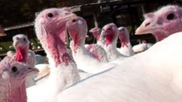 Ireland to receive vaccines for people at higher risk of bird flu