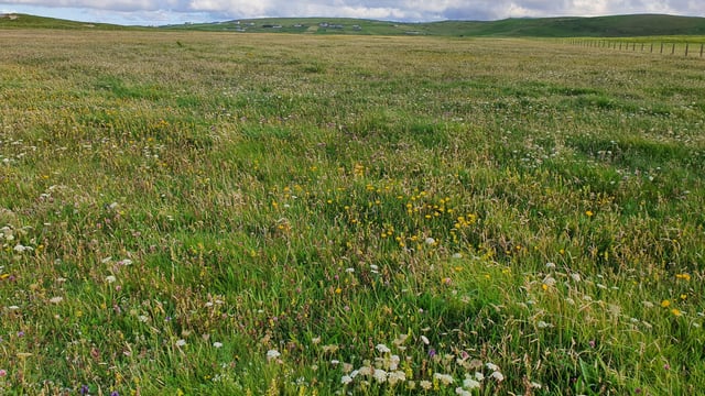 €7.4m for project to improve the conservation condition of Ireland’s machair habitats