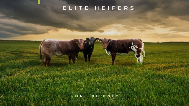 MartEye Elite to host 'online only' heifer production sale