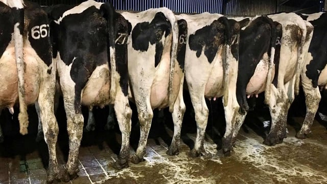 Quality stock remain in demand at autumn dairy sales