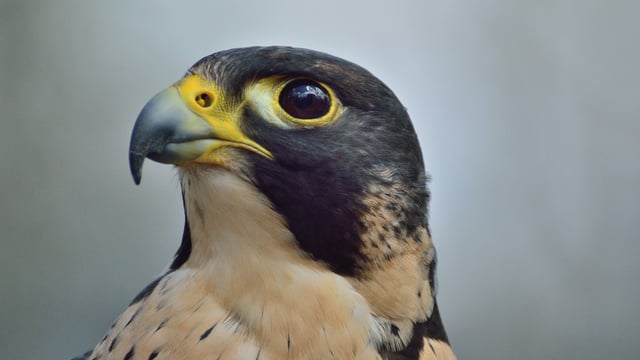 Highly pathogenic bird flu confirmed in wild bird