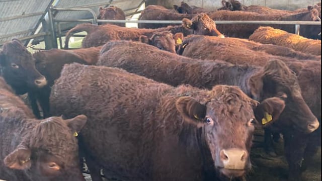 Special suckler sale set for Sixmilebridge this Friday