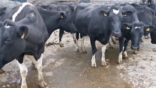 Tullow Mart set to host dairy sale of 50 cows