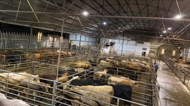 Cootehill Livestock Mart announces plan to issue electronic payments