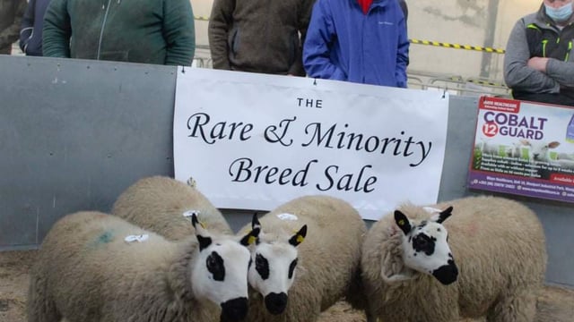 Inaugural rare and minority breed sale sees prices reach €3,200