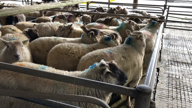 Sheep kill: Throughput climbs to over 62,000 head