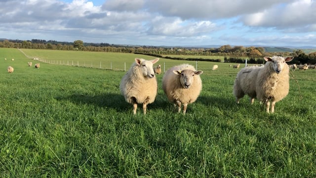 Sheep farmers say rise in prices doesn't cover 'soaring costs'