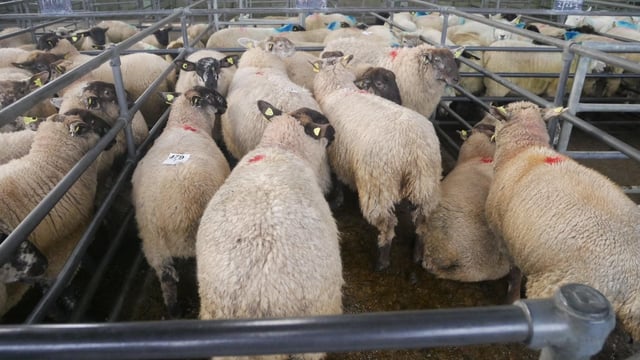 Lamb prices strengthen €3-6/head across the board at marts