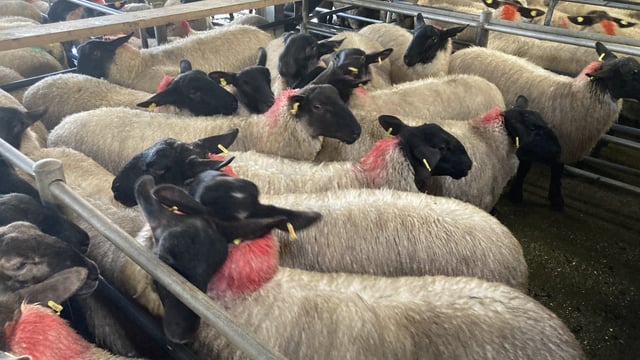 Sheep trade: Up to 10c/kg of a lift for lamb prices