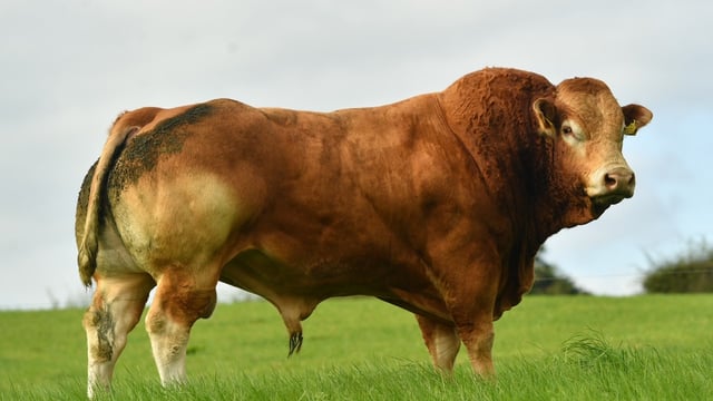 President and three council members of Limousin society resign