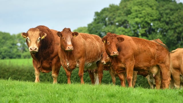 Former Irish Limousin Cattle Society president resigns from council