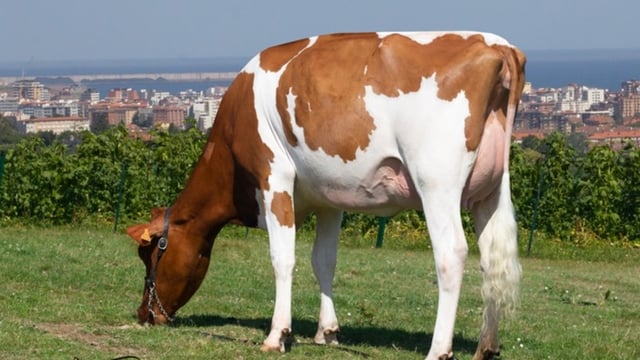 Marteye to host Cremona elite dairy sale in Italy