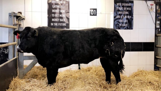 Video: McGee sale sees top price of €18,000 for heifer