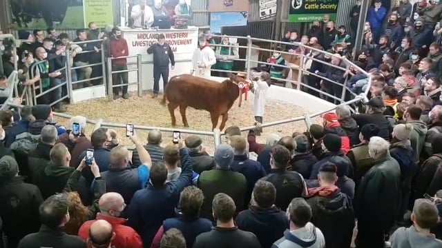 Limousin heifer makes 'record' €18,000 at Winter Fair