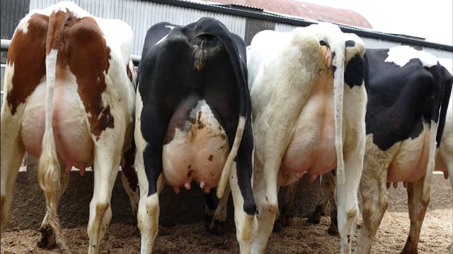 Autumn dairy sales: Trend from the spring continues