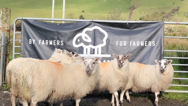 Sligo sheep farmer launches new company with giveaway of 5 ewe lambs