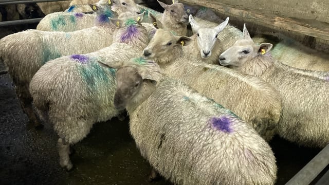 Lamb prices reach €7.00/kg