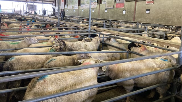 Sheep kill: Throughput for last week just shy of 58,000 head