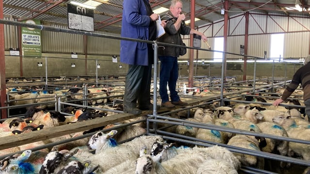 Pics and prices: Lambs hit €164/head at Mountbellew Mart