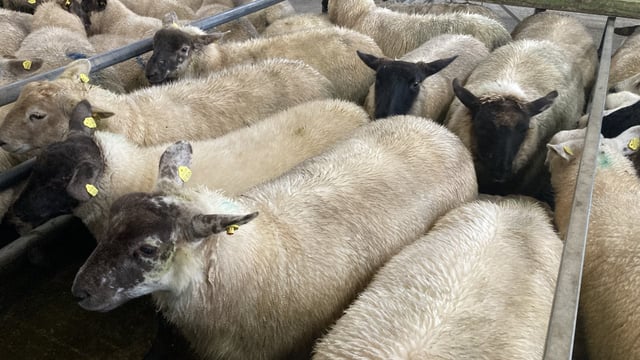 Sheep trade: Lamb prices topping €7.30-7.40/kg
