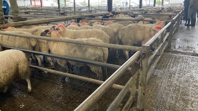 Pics and prices: Lamb prices reach €162/head at Headford Mart