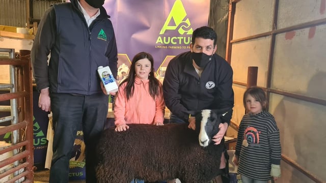 Ewe lambs come out on top at Zwartbles Eíre sale