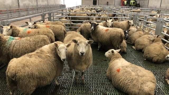 Controlling lameness in sheep at housing