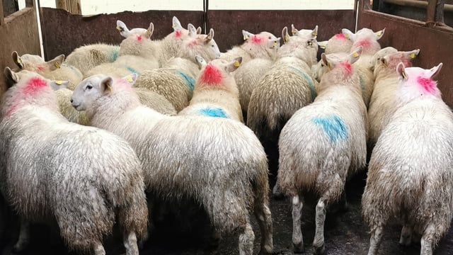 Northern sheep trade: Lamb prices continue upward trajectory