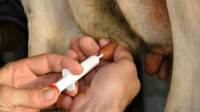 71% increase in complaints to veterinary council in 2021