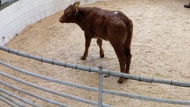 Enniscorthy Mart sees lively calf trade at weekly sale