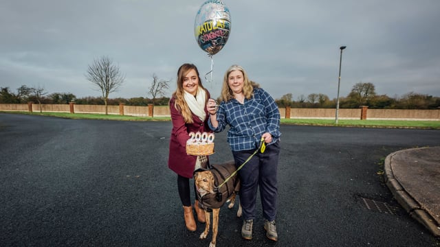 Record number of retired greyhounds find their forever homes