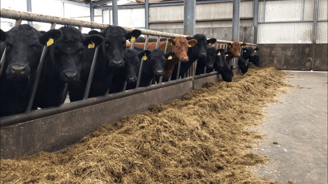 Factory quotes: Prime Angus cattle remain out in front