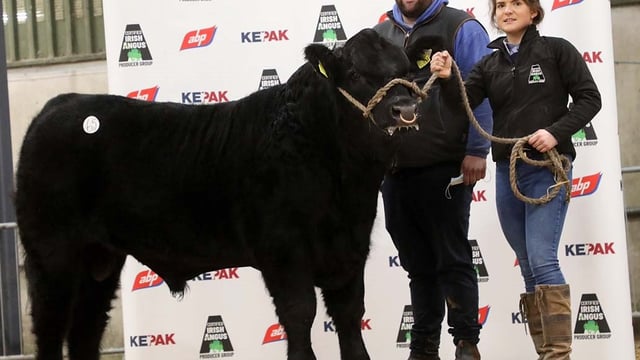 Certified Irish Angus embarks on genetics programme to reduce emissions