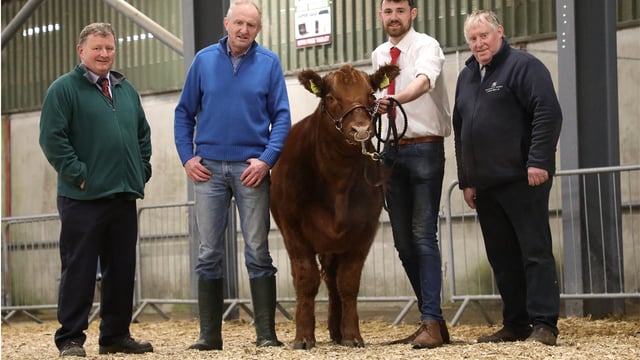 Irish Angus Elite Sale sees heifer hit top price of €13,200