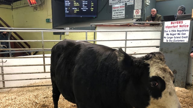 Mart report: Cull cows cross €2,000 mark at Delvin Mart